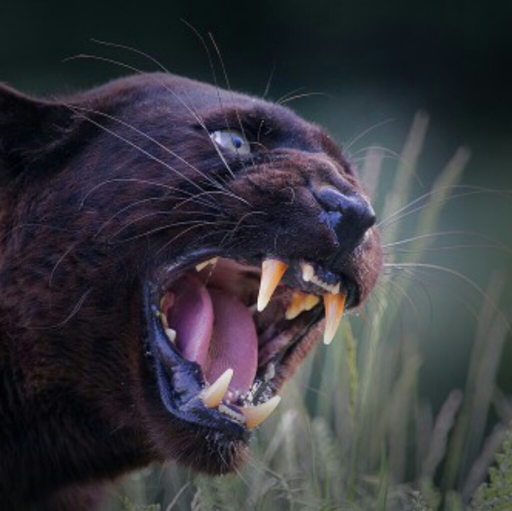 Animal Welfare Shirts